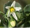 Пасльон чорний (5 шт.) Solanum nigrum